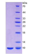 Eukaryotic Chemokine (C-X-C Motif) Ligand 2 (CXCL2)