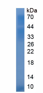 Eukaryotic Haptoglobin Related Protein (HPR)