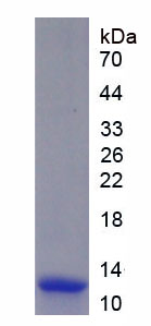 Eukaryotic S100 Calcium Binding Protein A4 (S100A4)
