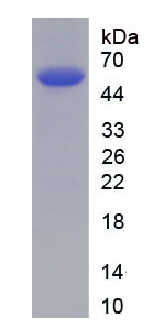 Eukaryotic Collagen Type IV Alpha 2 (COL4a2)