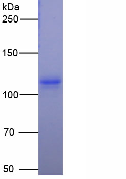 EPD185Mu61.jpg