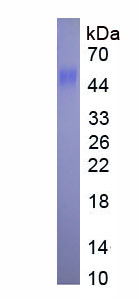 EPD195Hu61.jpg