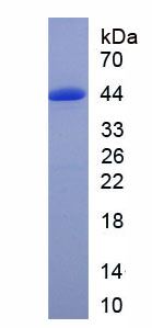 Eukaryotic Collagen Type III Alpha 1 (COL3a1)