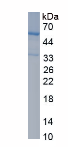 Eukaryotic Relaxin 2 (RLN2)