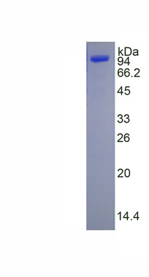 Eukaryotic Beta-1,4-Galactosyltransferase 6 (b4GALT6)