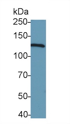 Monoclonal Antibody to Collagen Type I (COL1)