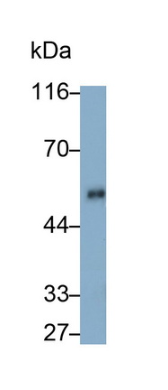 Monoclonal Antibody to Angiotensin 1-7 (Ang1-7)