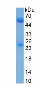 Native Immunoglobulin G (IgG)