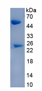 Native Immunoglobulin G3 (IgG3)