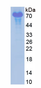 Native Plasminogen (Plg)