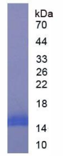 Native Hemoglobin (HB)