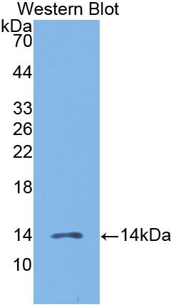 Polyclonal Antibody to Macrophage Inflammatory Protein 3 Beta (MIP3b)