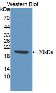 FITC-Linked Polyclonal Antibody to Stem Cell Factor (SCF)