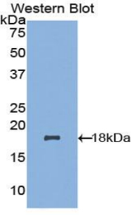 Polyclonal Antibody to Acyl Carrier Protein, Mitochondrial (ACP)