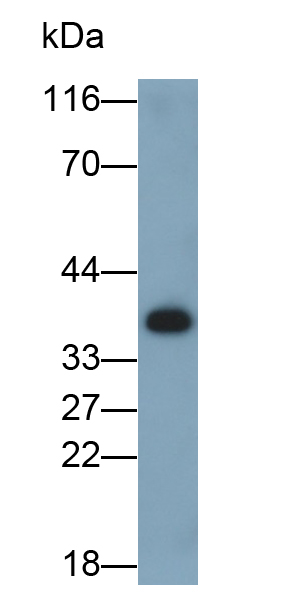 Polyclonal Antibody to Epidermal Growth Factor (EGF)