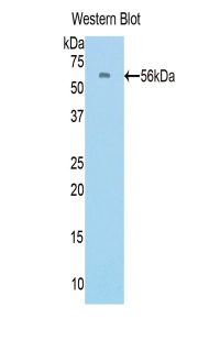 PAA734Ra01.jpg