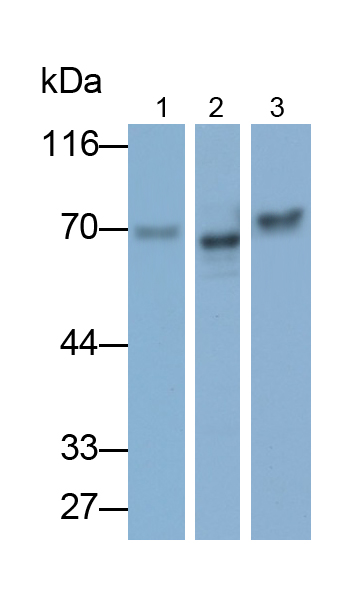 Polyclonal Antibody to Forkhead Box Protein C1 (FOXC1)