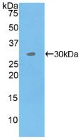 Polyclonal Antibody to Mitogen Activated Protein Kinase Kinase Kinase Kinase 5 (MAP4K5)