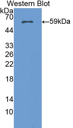 Polyclonal Antibody to Nucleoporin 188kDa (NUP188)