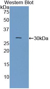 Polyclonal Antibody to Contactin 3 (CNTN3)