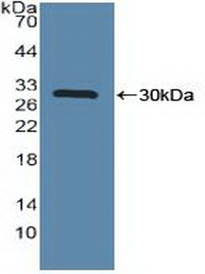 Polyclonal Antibody to MAP Kinase Activated Protein Kinase 2 (MAPKAPK2)
