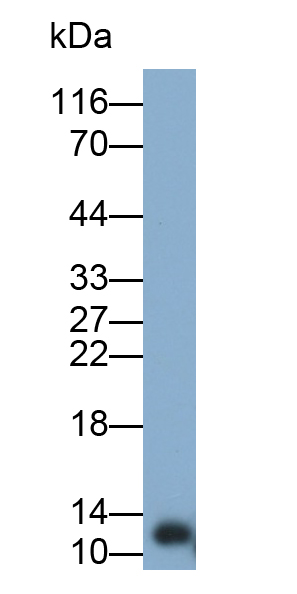 Polyclonal Antibody to Connexin 26 (CX26)