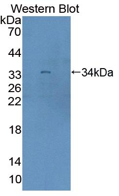 Polyclonal Antibody to Rap Guanine Nucleotide Exchange Factor 1 (RAPGEF1)