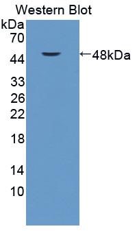 Polyclonal Antibody to Cytohesin 4 (CYTH4)