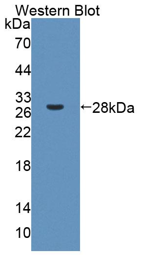 Polyclonal Antibody to Protocadherin Alpha 1 (PCDHa1)