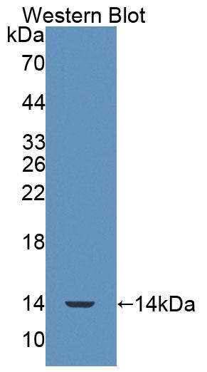 Polyclonal Antibody to Signal Recognition Particle 9kDa (SRP9)