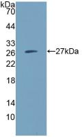 Polyclonal Antibody to CD300 Antigen Like Family Member C (CD300c)
