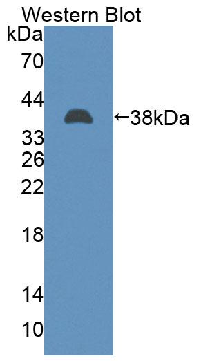 Polyclonal Antibody to TATA Box Binding Protein Associated Factor 2 (TAF2)