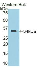 Polyclonal Antibody to Cluster Of Differentiation (C<b>D163</b>)