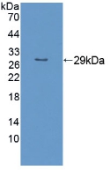 Polyclonal Antibody to Rho Family GTPase 1 (RND1)