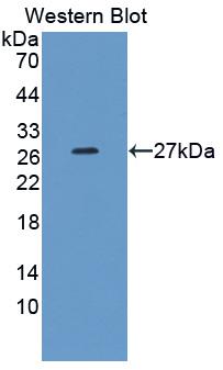 Polyclonal Antibody to Matrix Metalloproteinase 21 (MMP21)