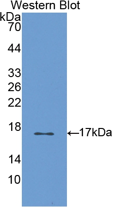 Polyclonal Antibody to S100 Calcium Binding Protein A3 (S100A3)