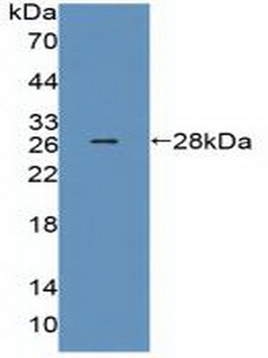 Polyclonal Antibody to Mediator Complex Subunit 1 (MED1)