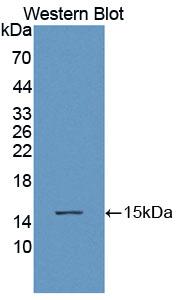 Polyclonal Antibody to Acylphosphatase 1, Erythrocyte (ACYP1)