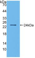 Polyclonal Antibody to Bcl2 Modifying Factor (BMF)