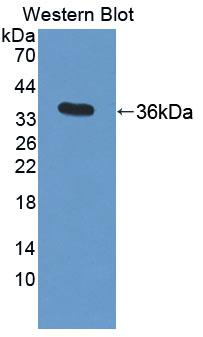 Polyclonal Antibody to Homeodomain Interacting Protein Kinase 1 (HIPK1)