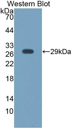 Polyclonal Antibody to Kringle Containing Transmembrane Protein 1 (KREMEN1)