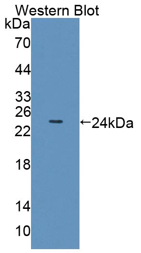 Polyclonal Antibody to Olfactomedin 3 (OLFM3)