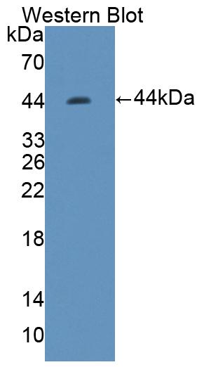 Polyclonal Antibody to Three Prime Repair Exonuclease 1 (TREX1)