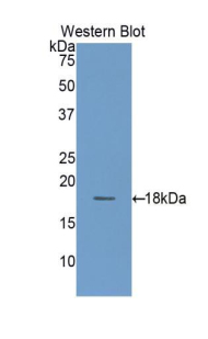 PAC816Hu01.jpg