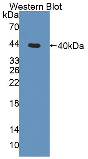 Polyclonal Antibody to Tissue Specific Transplantation Antigen P35B (TSTA3)