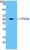 Polyclonal Antibody to Synaptosomal Associated Protein 23kDa (SNAP23)