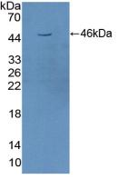 Polyclonal Antibody to Signal Transducing Adaptor Molecule 2 (STAM2)