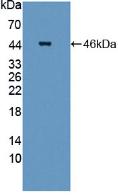 Polyclonal Antibody to Signal Transducing Adaptor Molecule 2 (STAM2)