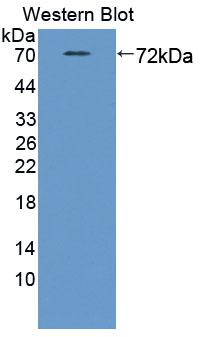 Polyclonal Antibody to Signal Transducing Adaptor Molecule 2 (STAM2)