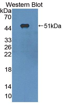 Polyclonal Antibody to Reticulon 1 (RTN1)